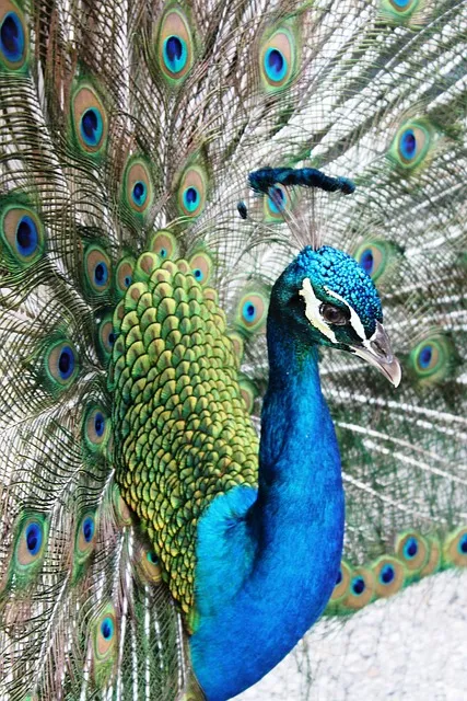 Florida