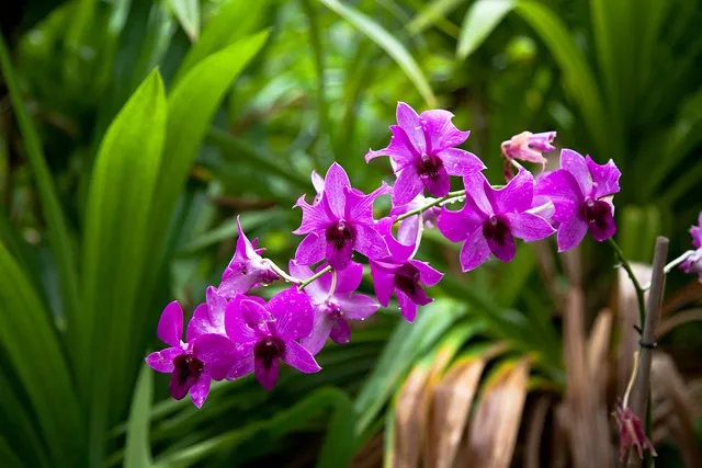 Hawaii