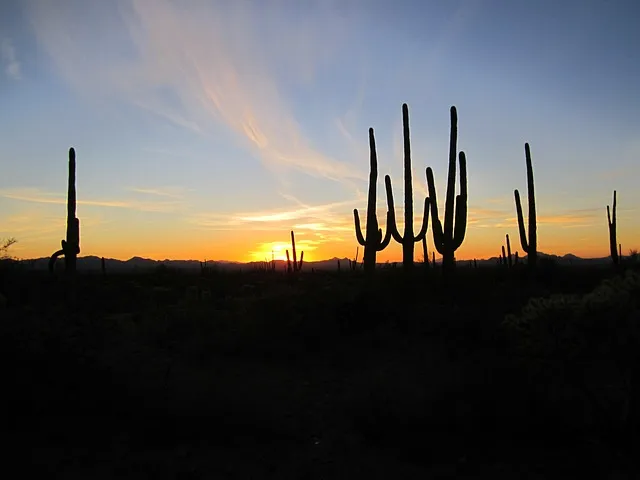Landscaping Companies in Arizona