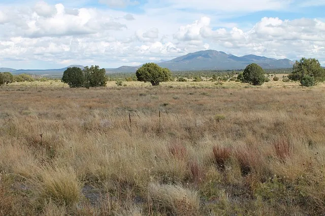 landscaping-companies-in-arizona-640x480-34999659.jpeg