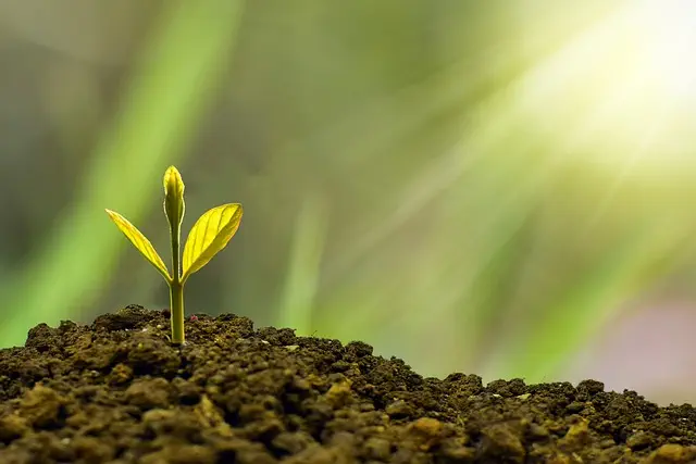 Funding Your Dream: Working Capital Solutions for Arlington Startups
